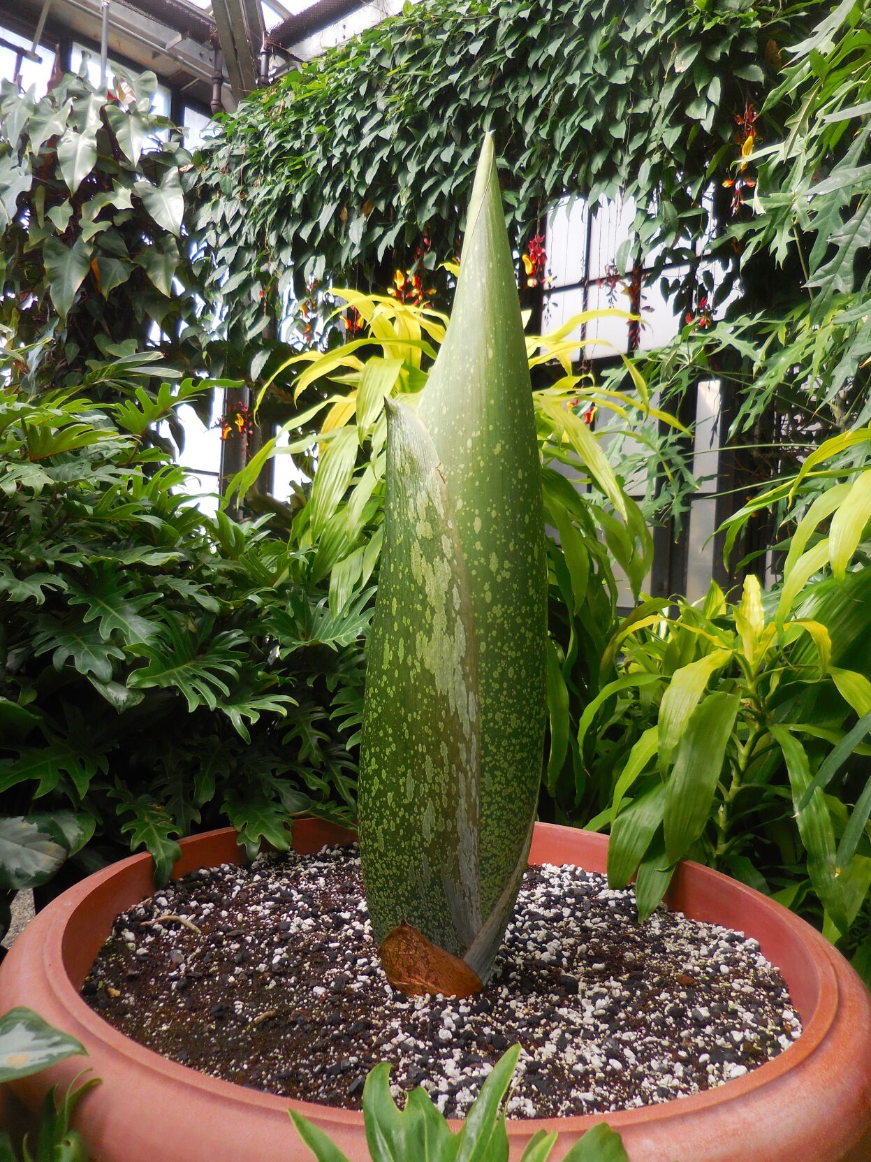 Sprout